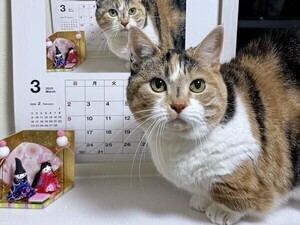 【トリックアート!?】不思議な愛猫カレンダーが話題に!!「おもしろーい!!!」「アイデアがすごい」「時を駆ける猫」